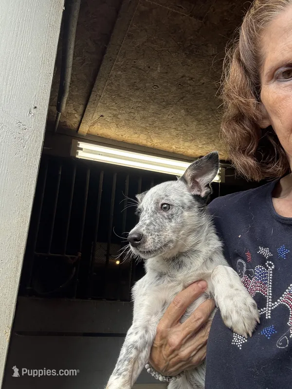 Puppy 4 – Australian Cattle Dog puppy for sale in Middleboro, MA