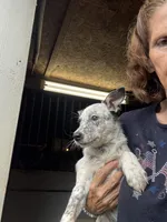 Puppy 4, a female Australian Cattle Dog for sale in Middleboro, MA – 1 of 4