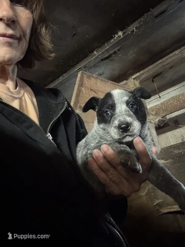 Make Heeler 3 – Australian Cattle Dog puppy for sale in Middleboro, MA