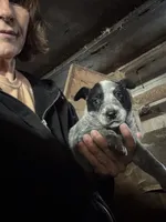 Make Heeler 3, a male Australian Cattle Dog for sale in Middleboro, MA – 1 of 3