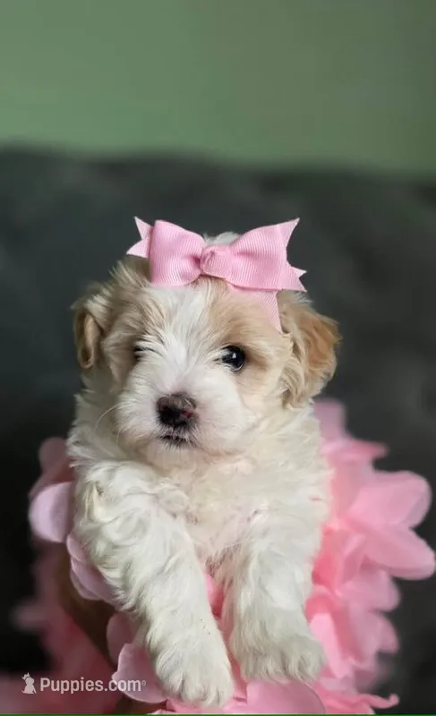 Puppy – Havapoo puppy for sale in Thornton, CO