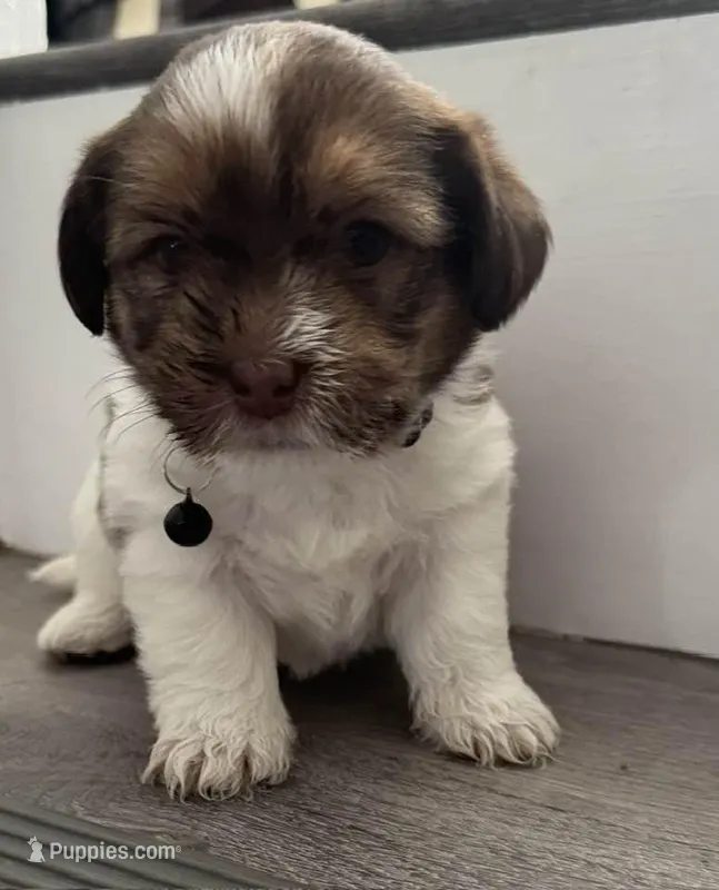 Puppy, a male Shorkie for sale in Thornton, CO – Photo 1 of 1