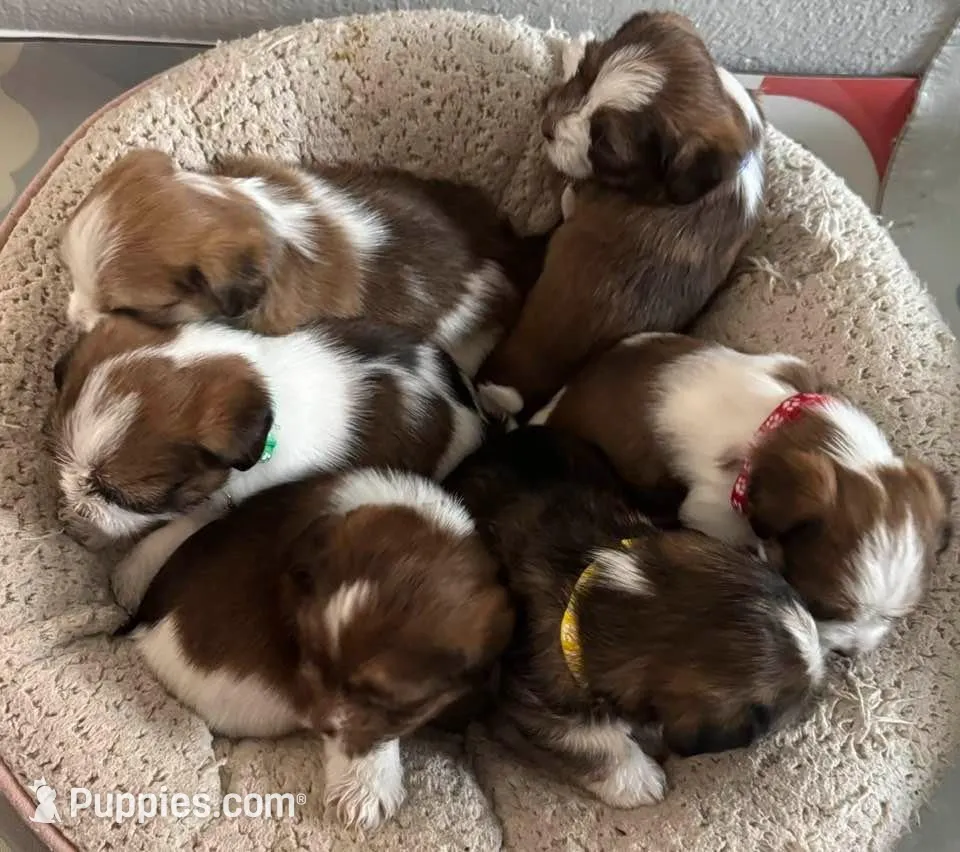 puppy – Shorkie puppy for sale in Thornton, CO