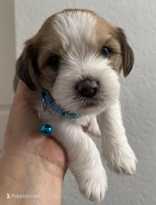 Puppy – Shorkie puppy for sale in Thornton, CO
