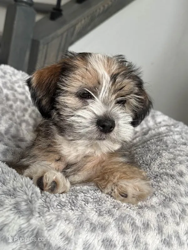 Puppy – Shorkie puppy for sale in Thornton, CO