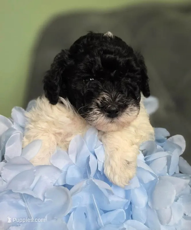 Puppy – Havapoo puppy for sale in Thornton, CO