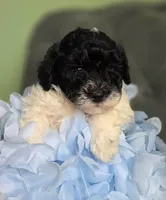 Puppy, a male Havapoo for sale in Thornton, CO – 1 of 1