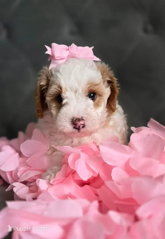 Puppy – Havapoo puppy for sale in Thornton, CO