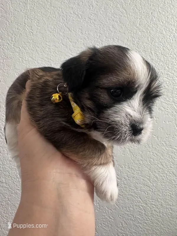 Puppy – Shorkie puppy for sale in Thornton, CO