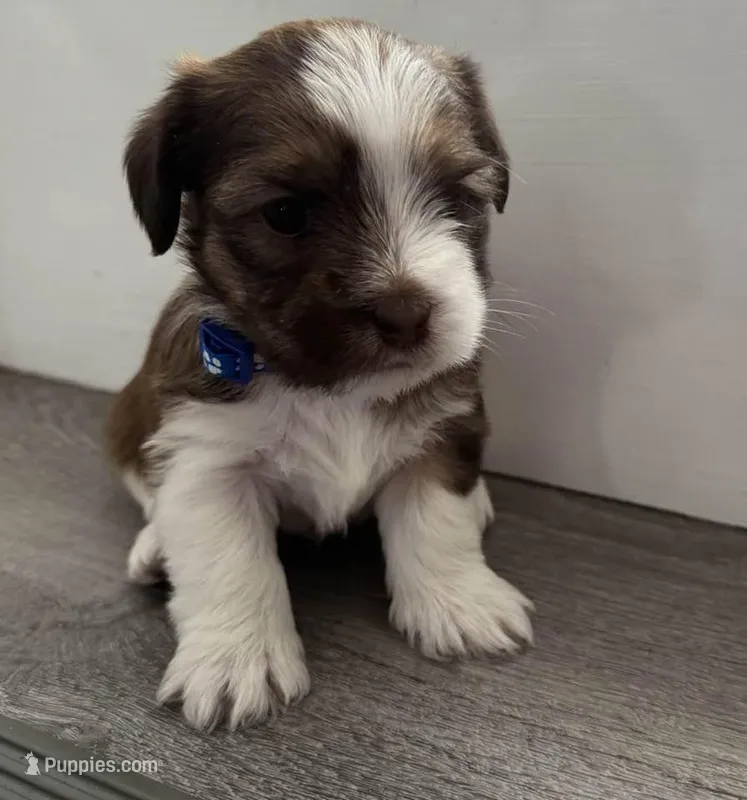 Puppy – Shorkie puppy for sale in Thornton, CO