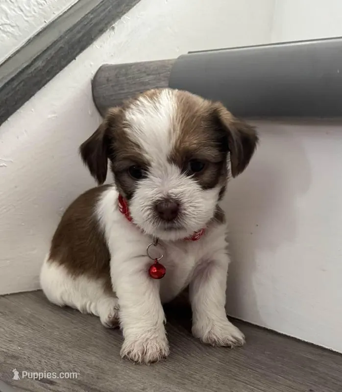 Puppy – Shorkie puppy for sale in Thornton, CO
