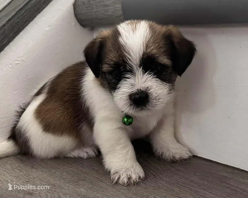 Puppy – Shorkie puppy for sale in Thornton, CO