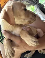 Lady, a female Boxer and Labrador Retriever for sale in Richmond, NH – 2 of 4