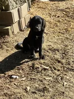 Buck, a male Saint Bernard and Labrador Retriever for sale in Richmond, NH – 4 of 4
