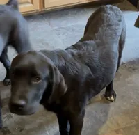 Poppy, a female Saint Bernard and Labrador Retriever for sale in Richmond, NH – 4 of 5