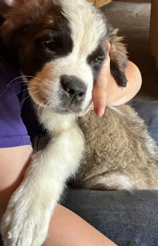 Baby ruger  – Saint Bernard puppy for sale in Richmond, NH