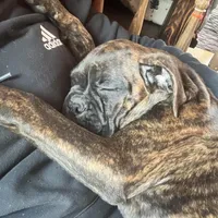 Lilly, a female Boxer for sale in Richmond, NH – Photo 5 of 5