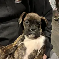 Lilly, a female Boxer for sale in Richmond, NH – Photo 1 of 5
