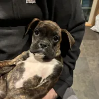 Lilly, a female Boxer for sale in Richmond, NH – Photo 2 of 5