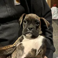 Lilly, a female Boxer for sale in Richmond, NH – Photo 3 of 5