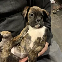 Lilly, a female Boxer for sale in Richmond, NH – Photo 4 of 5