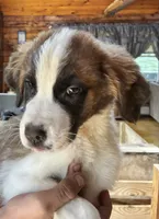 Zoe, a female Saint Bernard for sale in Richmond, NH – 5 of 5
