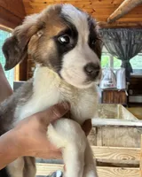 Zoe, a female Saint Bernard for sale in Richmond, NH – 4 of 5