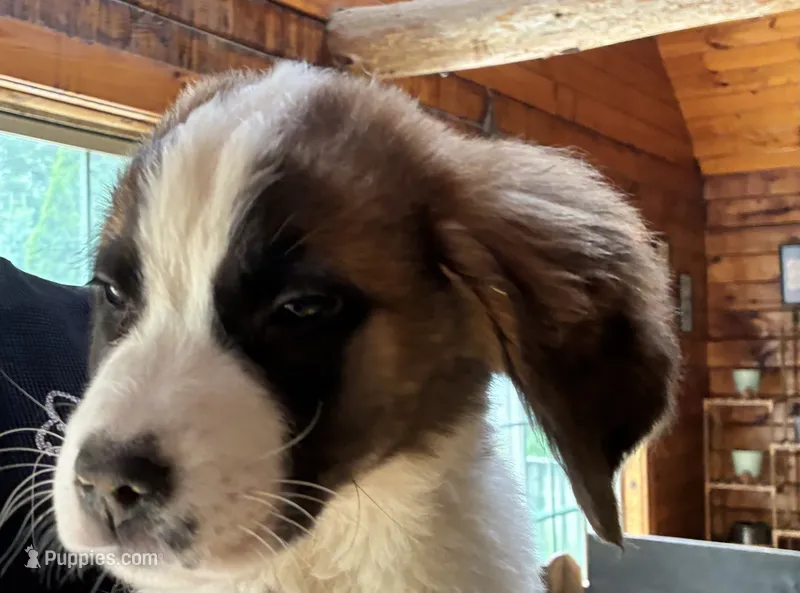 Zoe – Saint Bernard puppy for sale in Richmond, NH