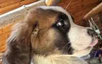 Zoe, a female Saint Bernard for sale in Richmond, NH – 3 of 5