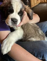 Baby ruger , a male Saint Bernard for sale in Richmond, NH – 3 of 4