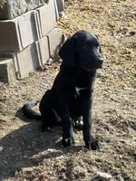 Buck, a male Saint Bernard and Labrador Retriever for sale in Richmond, NH – 2 of 4