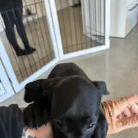 Baby boy, a male Saint Bernard and Labrador Retriever for sale in Richmond, NH – Photo 3 of 3