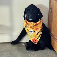 Baby boy, a male Saint Bernard and Labrador Retriever for sale in Richmond, NH – Photo 2 of 3