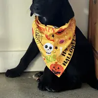 Baby boy, a male Saint Bernard and Labrador Retriever for sale in Richmond, NH – Photo 1 of 3