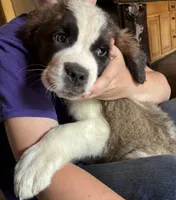 Baby ruger , a male Saint Bernard for sale in Richmond, NH – 2 of 4