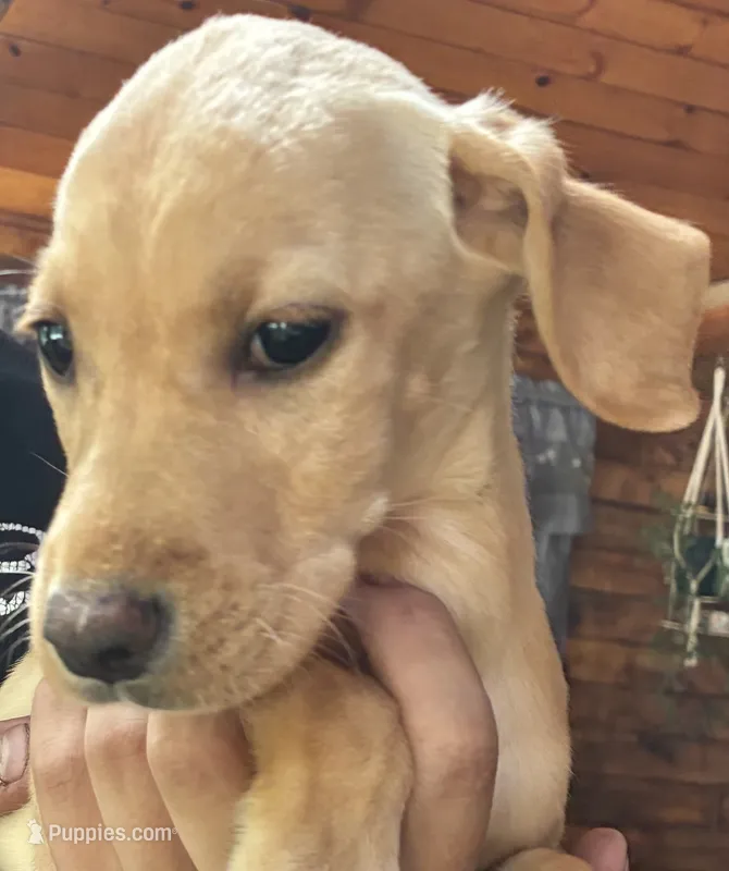 Lady – Boxer, Labrador Retriever puppy for sale in Richmond, NH