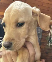 Lady, a female Boxer and Labrador Retriever for sale in Richmond, NH – 1 of 4