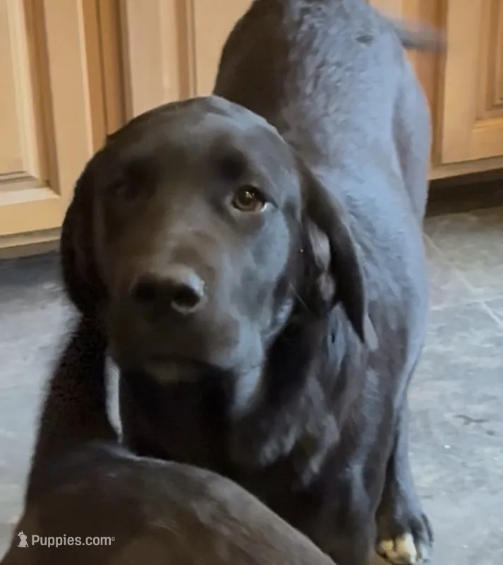 Poppy – Saint Bernard, Labrador Retriever puppy for sale in Richmond, NH