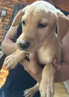 Lady, a female Boxer and Labrador Retriever for sale in Richmond, NH – 3 of 4