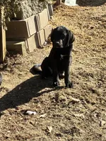 Buck, a male Saint Bernard and Labrador Retriever for sale in Richmond, NH – 3 of 4