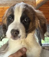 Zoe, a female Saint Bernard for sale in Richmond, NH – 2 of 5