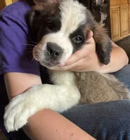 Baby ruger , a male Saint Bernard for sale in Richmond, NH – 4 of 4