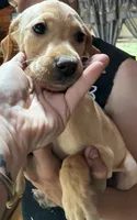 Lady, a female Boxer and Labrador Retriever for sale in Richmond, NH – 4 of 4