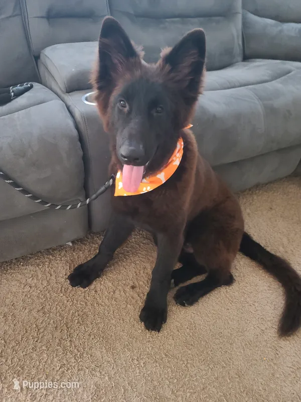 Bear – German Shepherd Dog puppy for sale in Buckeye, AZ