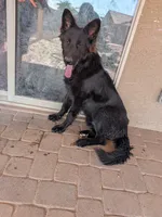 Bear, a male German Shepherd Dog for sale in Buckeye, AZ – 5 of 6