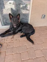 Bear, a male German Shepherd Dog for sale in Buckeye, AZ – 6 of 6