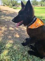 Bear, a male German Shepherd Dog for sale in Buckeye, AZ – 2 of 6