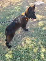 Bear, a male German Shepherd Dog for sale in Buckeye, AZ – 3 of 6
