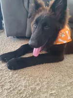 Bear, a male German Shepherd Dog for sale in Buckeye, AZ – 4 of 6