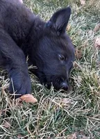 Sammy, a male German Shepherd Dog for sale in Palisade, CO – Photo 6 of 7
